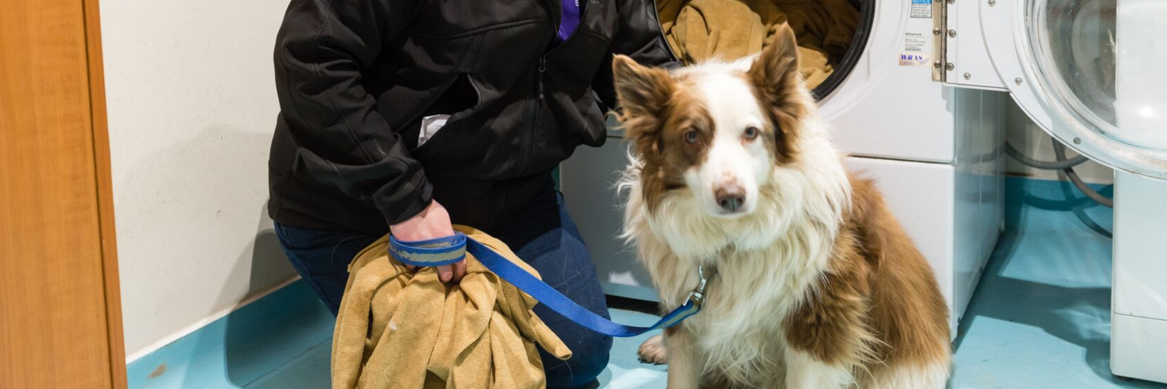 Cumbria-animal-rescue-centre.
